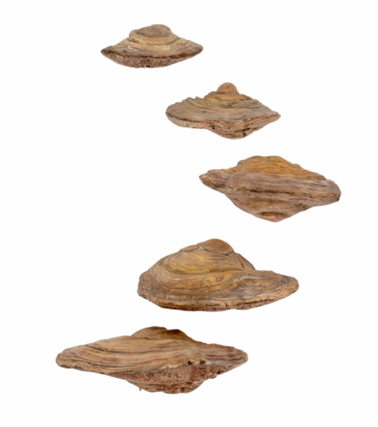 Mushroom Wall Decor